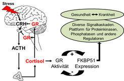 <strong>Fig. 3: FKBP51 formt die Stressantwort und knüpft Stress an verschiedene Signalkaskaden, die über Gesundheit und Krankheit bestimmen. </strong>Die Aktivierung der Stresshormonachse nach Wahrnehmung von Stress erhöht die Funktion des Glucocorticoid-Rezeptors, der durch die negative Rückkopplung auf die Hormone CRH und ACTH die Stressreaktion ausbalanciert. GR und FKBP51 sind in nahezu jeder Zelle durch eine direkte Rückkopplung verbunden. Diese Rückkopplung wird durch genetische und epigenetische (Umwelt) Faktoren bestimmt. Durch seine vielfältigen Funktionen verbindet FKBP51 Stress mit mehreren molekularen Signalwegen, die über Gesundheit und Krankheit entscheiden (Wochnik et al. JBC 2005, Binder et al. NatGen 2004, Touma et al. BiolPsych 2011, Hartmann et al. Neuropharm 2012, Klengel et al. NatNeuro 2013).