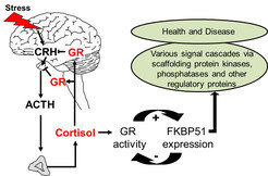<strong>Fig. 3: FKBP51 shapes stress responsiveness and links stress to various signaling cascades in health and disease.</strong> Activation of the stress hormone axis upon perception of stress enhances glucocorticoid receptor (GR) function, which balances the stress reaction through the negative feedback on the hormones CRH and ACTH. The ultra-short feedback loop ties GR to FKBP51 in virtually each cell. The functionality of this feedback loop is determined by genotype and epigenetic mechanisms (thus, life experience). The multifaceted actions of FKBP51 link stress to several molecular signaling networks important in health and disease (Wochnik et al. JBC 2005, Binder et al. NatGen 2004, Touma et al. BiolPsych 2011, Hartmann et al. Neuropharm 2012, Klengel et al. NatNeuro 2013).