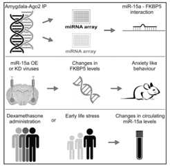 Volk et al. beschreiben eine neue wichtige Rolle für die microRNA-15a bei der Bewältigung von chronischem Stress. Hierbei wurden Gemeinsamkeiten im Umgang mit Stress bei Mensch und Maus aufgedeckt.