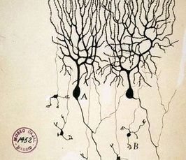 Intrinsic volatility of synaptic connections and functional stability Intrinsic volatility of synaptic connections and functional stability