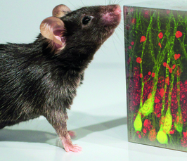 Characterization of novel mouse model reveals a new role for FKBP5