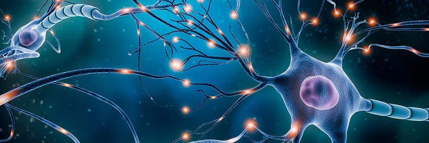 Elektrophysiologie und Dynamik neuronaler Netzwerke