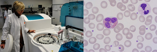 Klinische Chemie Klinische Chemie