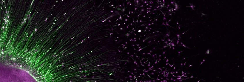 Developmental Neurobiology Developmental Neurobiology