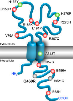 Figure 1: The non-synonymous Q460R polymorphism in the C-terminal tail of the purinergic receptor P2X7 has repeatedly been associated with bipolar and unipolar depression. Highlighted amino acids depict loss-of-function (red), gain-of-function (green) or neutral (gray) polymorphisms as revealed by various in vitro assays.