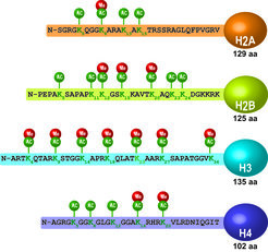Figure 2: The histone code: Histones within the nucleosome (H2A, H2B, H3 and H4) are subjected to numerous post-translational modifications at their N-terminal tail which protrudes from the nucleosome. These histone modifications directly regulate the chromatin structure and thus gene expression. For simplification only those lysine residues are highlighted, which are subjected to acetylation or deactylation by histone acetyltransferases (HATs) and histone deacetylases (HDACs), respectively. Many of these lysine residues can also prone to methylation (Me).