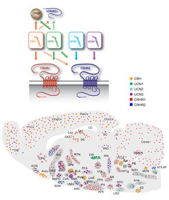 Figure 3: The corticotropin-releasing hormone (CRH) family of neuropeptides comprises four family members: CRH, Urocortin 1 (UCN1), UCN2 and UCN3. The ligands have different affinities towards the CRH receptors (CRHR1, CRHR2 and soluble variants of CRHR2) and the CRH binding protein (CRHBP). CRH-related neuropeptides and their cognate receptors are expressed in specific patterns throughout the brain. Depicted is the distribution on a sagittal section of a mouse brain.