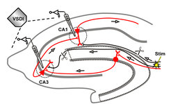 Schematic diagram of the trisynaptic circuit of the hippocampus (red) and the position of the stimulation electrode (Stim). Neuronal activity was measured using fluorescent dyes that react to changes in voltage and a fluorescence microscope (VSDI). Microelectrodes in the CA1 and CA3 region record the electrical signals.