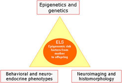 Fig. 4: Epigenomik von frühem Lebensstress (LS). Die Untersuchung der ineinandergreifenden Effekte von erfahrungsabhängigen epigenetischen Markierungen (DNA-Methylierung und Histonstruktur) und genetischer Varianten für die Koordination von neuronalen Schaltkreisen, Verhalten, Stimmung und neuroendokriner Regulation in spezifischen Gehirnregionen dient der Identifizierung von epigenomischen Risikofaktoren für die Depression.