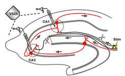 Schematische Darstellung des 3-Synapsen-Schaltkreises im Hippokampus (rot) und der Position der Stimulationselektrode (Stim). Die Aktivität der Nervenzellen wurde mittels Fluoreszenzfarbstoffen, die auf Spannungsänderungen reagieren, und einem Fluoreszenzmikroskop (VSDI) gemessen. Mikroelektroden in der CA1- und CA3-Region zeichnen die elektrischen Signale auf.