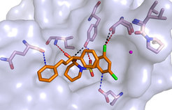 Modelldarstellung der räumlichen atomaren Kontakte der Bindungsregion von FKBP51 mit der neu entwickelten chemischen Substanz 20. FKBP51 ist als violette Wolkenstruktur mit seinen verschatteten Kontaktstellen zum farbigen Liganden 20 dargestellt.