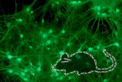 Specific microRNA molecules regulate stress-induced behavior in mice. (Mouse cultured neurons overlaid with a schematic mouse image composed of microRNA molecules.)