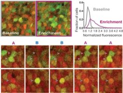 Fig. 3: Chronic imaging of Immediate Early Gene (IEG) expression in the CA1Exploration of a novel enriched environment elicits significant IEG expression. Single sections of in vivo two-photon image stacks show the same CA1 pyramidal neurons after home cage housing or 6 to 8 hours after a 2 hour-long housing in an enriched environment (upper left). Distribution of normalized IEG-driven Venus fluorescence of CA1 pyramidal neurons upon environmental enrichment (magenta curve) is significantly different from baseline (grey curve) (upper right).Exploration of different environments elicits environment-specific activity patterns. Maximum intensity projections of in vivo two-photon image stacks show the same CA1 pyramidal neurons whose fluorescence was induced by exposure to normal environment (magenta arrowheads) or enriched environment (blue arrowheads) (lower).