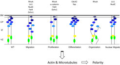 Fig. 2: Defects that lead to cortical malformations.Gene mutations associated with defects in migration, proliferation, differentiation or organization of neural stem cells or migrating neurons.VZ: ventricular zone, IZ: intermediate zone, CP: cortical plate, BM: basement membrane