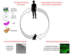 Fig. 3: Schematic drawing of the research plan.The schema shows: 1) Screening of new candidate genes from human patients affected by cortical malformations, 2) and 3) modeling molecular, cellular and functional aspects of the malformations in the mouse model, 4) translation of the finding into humans by using human induced pluripotent stem cells (IPSC) derived neural stem cells, neurons and cerebral organoids.