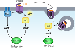 Corticotropin pathways