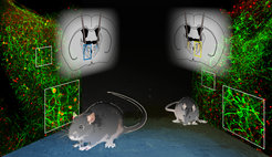 The experiments showed the different level of anxiety of mice in stressful situations.
