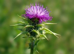 The seeds of the milk thistle contain Silibinin