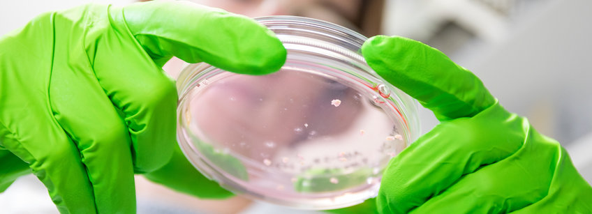 Scientist looking into a dish