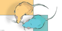 Unter den männlichen Mäusen scheinen die Untergebenen am stärksten auf Stress zu reagieren, während bei den weiblichen die Dominanteren eine stärkere Verhaltensänderung zeigten.