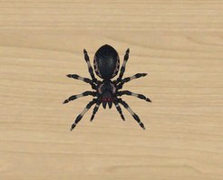 Spinne in der virtuellen Welt.