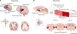 Location of the insular cortex in the human (A) and mouse (B) brain. From N. Gogolla, Current Biology 27, 2017. https://doi.org/10.1016/j.cub.2017.05.010
