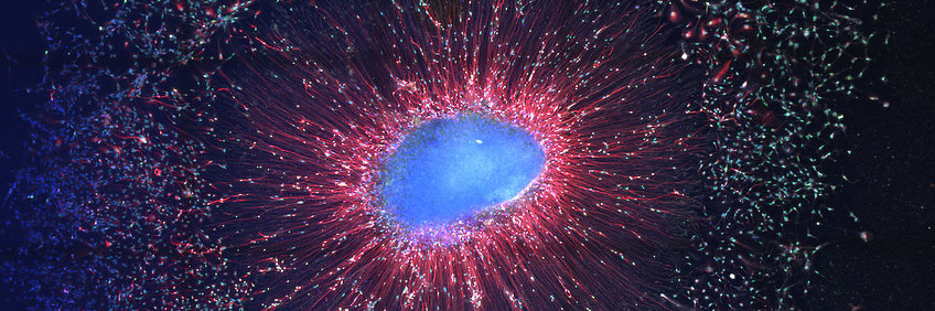 Research Group Developmental Neurobiology Neuron