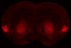 Viral tracing highlighting the mouse insular cortex, a central brain region implicated in the processing of emotions.