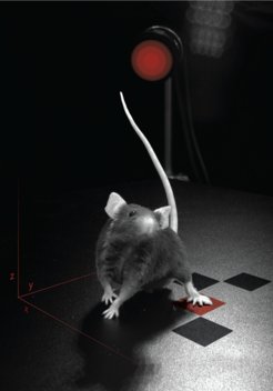 Precise analyses of mouse behavior, physiology and brain function are developed and combined in order to gain a mechanistic understanding of how emotions arise and are regulated.