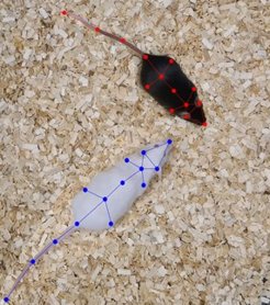 Tracked mice
