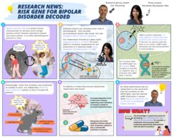 A comic on our recent findings on the influence of a risk gene in the development of bipolar disorder. For the full story, read our press release “Risk Gene for Bipolar Disorder Decoded”!