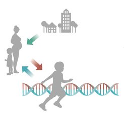 Wechselwirkung: Lebensumstände und genetische Veranlagung beeinflussen unsere Gesundheit. Gesundheit wiederum beeinflusst die Genaktivität - bereits im Mutterleib und über die Lebensspanne hinweg.