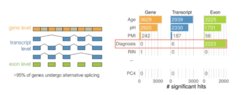 Die DNA (Gen-Ebene) wird zu mRNA transkribiert (Transkript-Ebene). Die mRNA besteht aus Introns und Exons. Die Introns werden entfernt, die Exons gespleißt und neu zusammengefügt, wo sie schließlich in Proteine übersetzt werden.