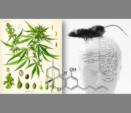 Endocannabinoids and Stress: From Synapse to Pathology<i></i> Endocannabinoids and Stress: From Synapse to Pathology<i></i>