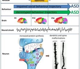 Dissecting Autism heterogeneity in developing mice Dissecting Autism heterogeneity in developing mice