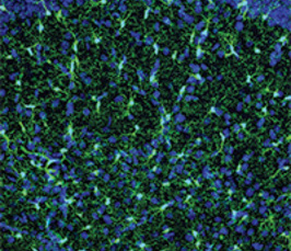 Controlling your instincts: the neural circuitry of social and predator fear Controlling your instincts: the neural circuitry of social and predator fear