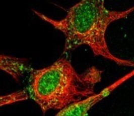 The Hsp90-FKBP51 heterocomplex: mechanism and function exemplified at cell proliferation The Hsp90-FKBP51 heterocomplex: mechanism and function exemplified at cell proliferation